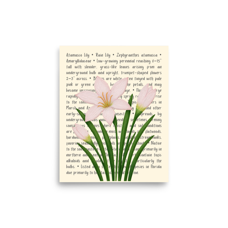 Rain Lily Open Edition Proof