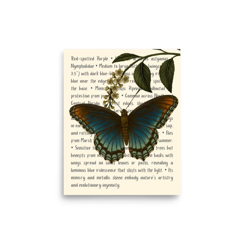 Red-spotted Purple Butterfly Open Edition Proof
