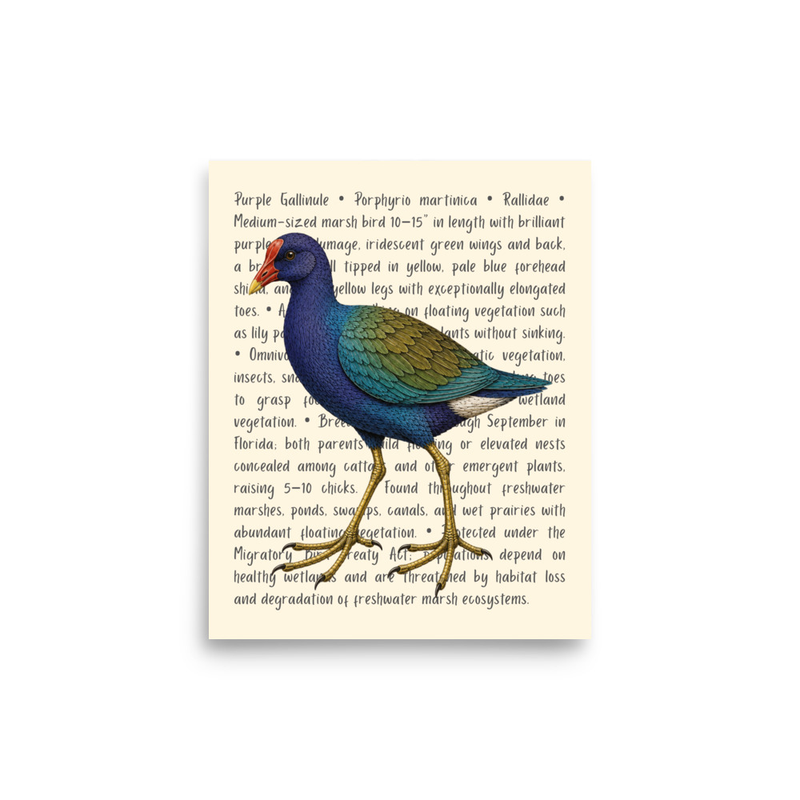 Purple Gallinule Open Edition Proof