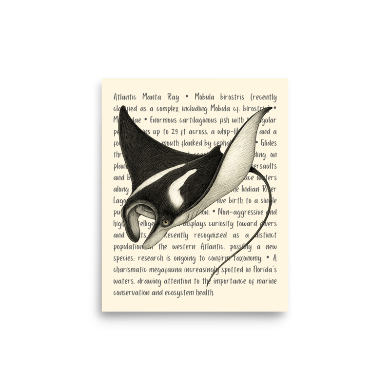 Giant Manta Ray Open Edition Proof