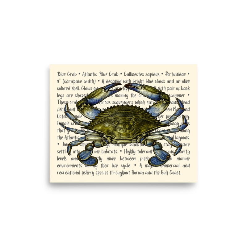 Atlantic Blue Crab Open Edition Proof