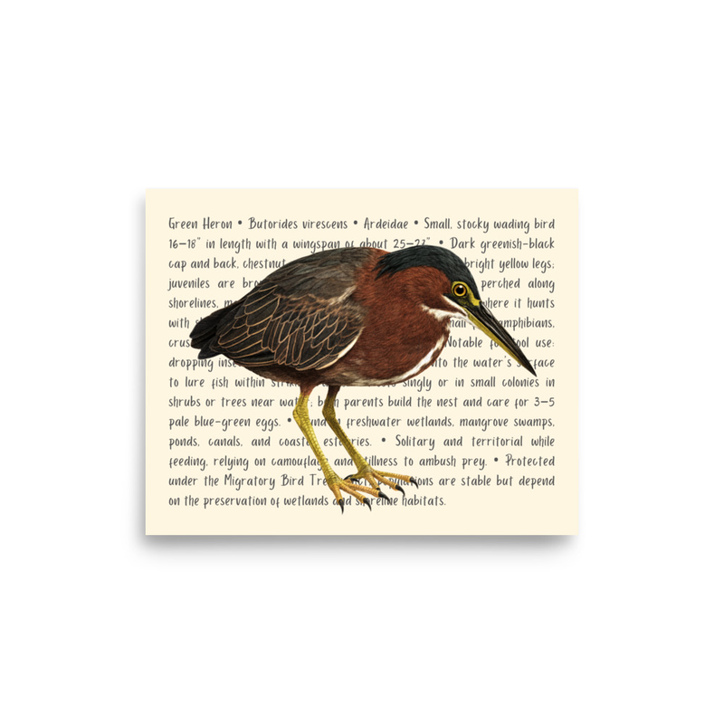 Green Heron Open Edition Proof