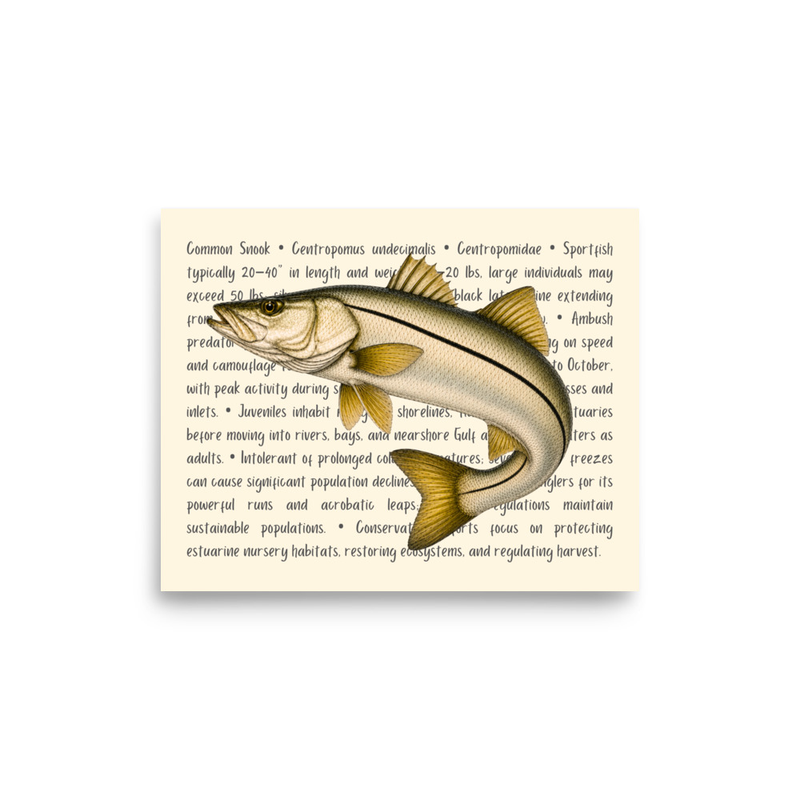 Common Snook Open Edition Proof