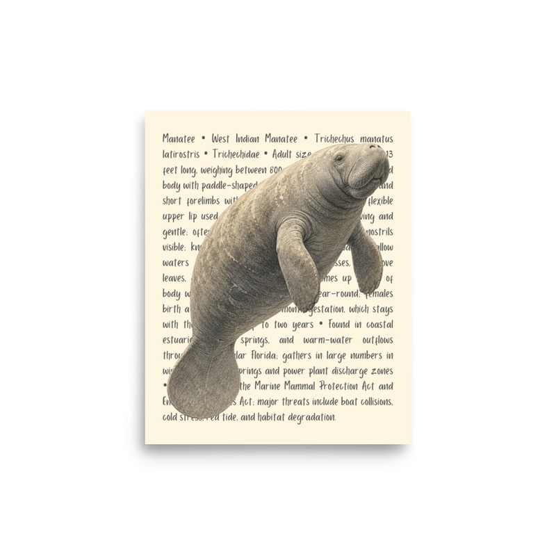 Manatee Open Edition Proof