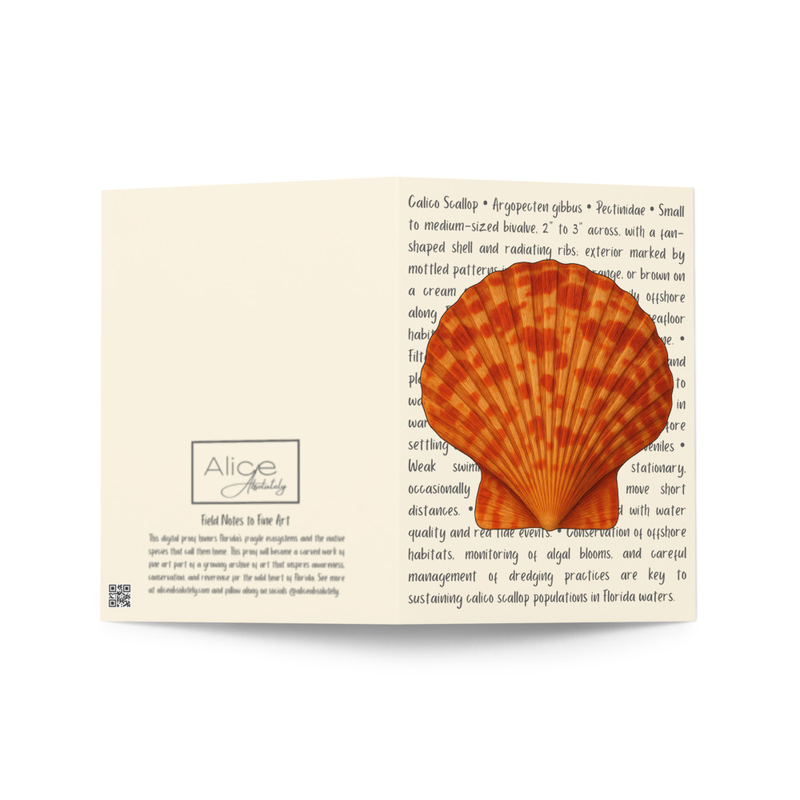 Calico Scallop Greeting Card