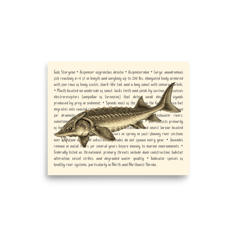 Gulf Sturgeon Open Edition Proof