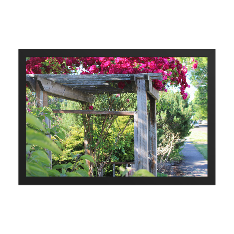 Rose-Covered Pergola - 12" x 18" Framed Photo Paper