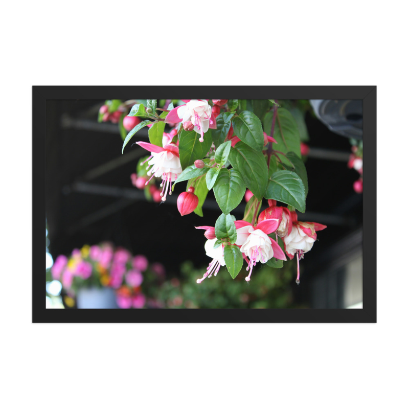 Hanging Fuchsia Blossoms - 12" x 18" Framed Photo Paper