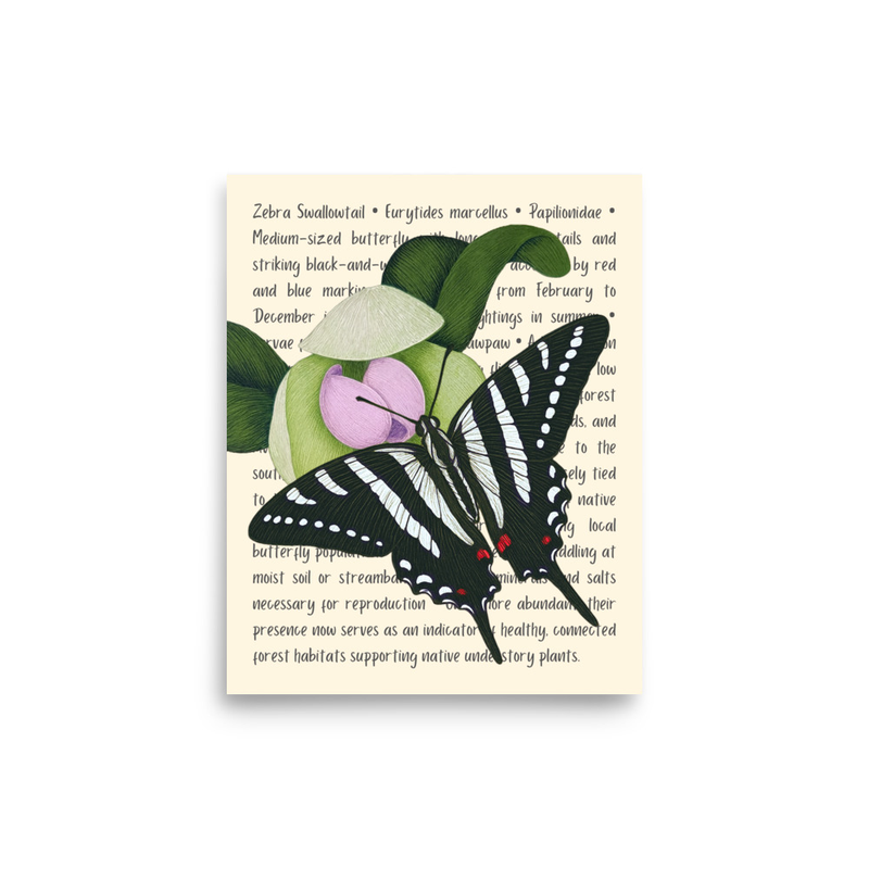 Zebra Swallowtail Butterfly Open Edition Proof