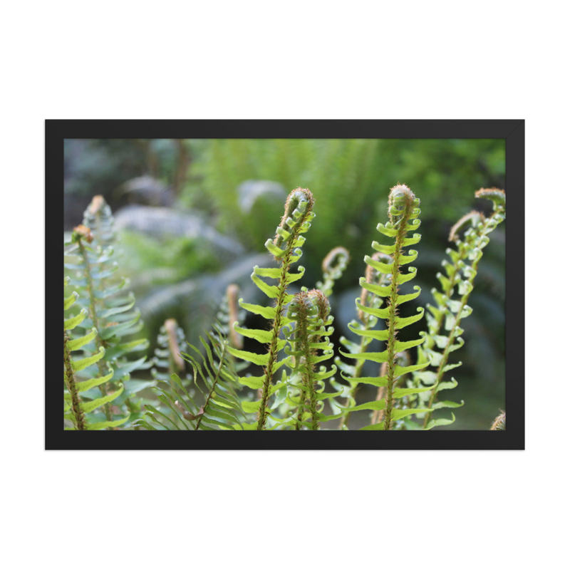 Unfurling Fiddlehead Ferns - 12" x 18" Framed Photo Paper