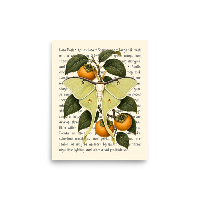 Luna Moth Open Edition Print