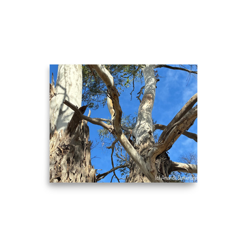 Branching Out Poster