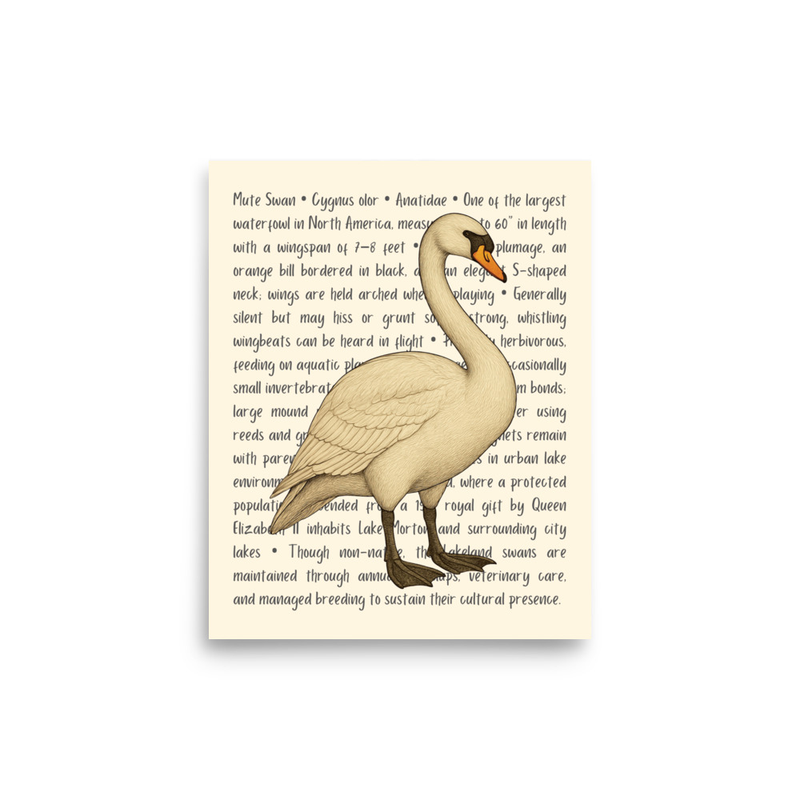 Mute Swan Open Edition Proof