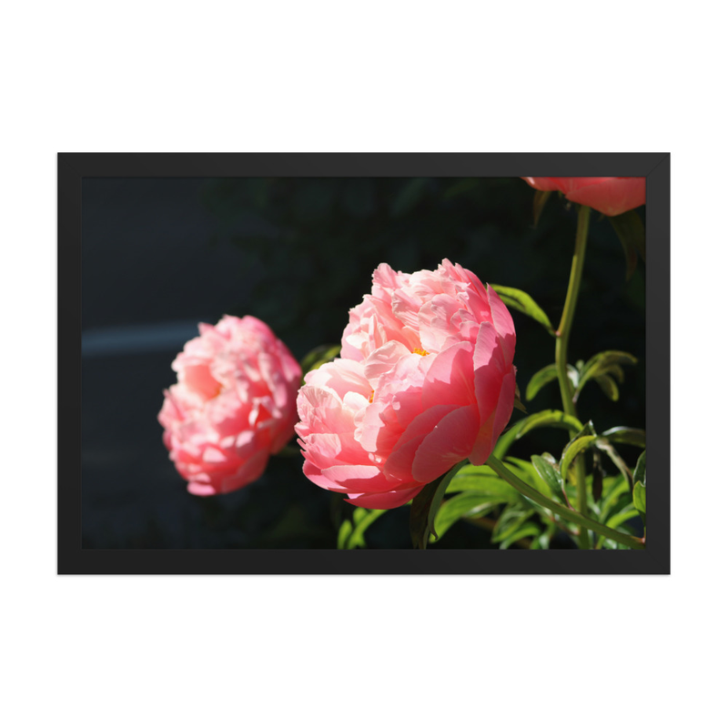 Sun-Kissed Peonies - 12" x 18" Framed Photo Paper
