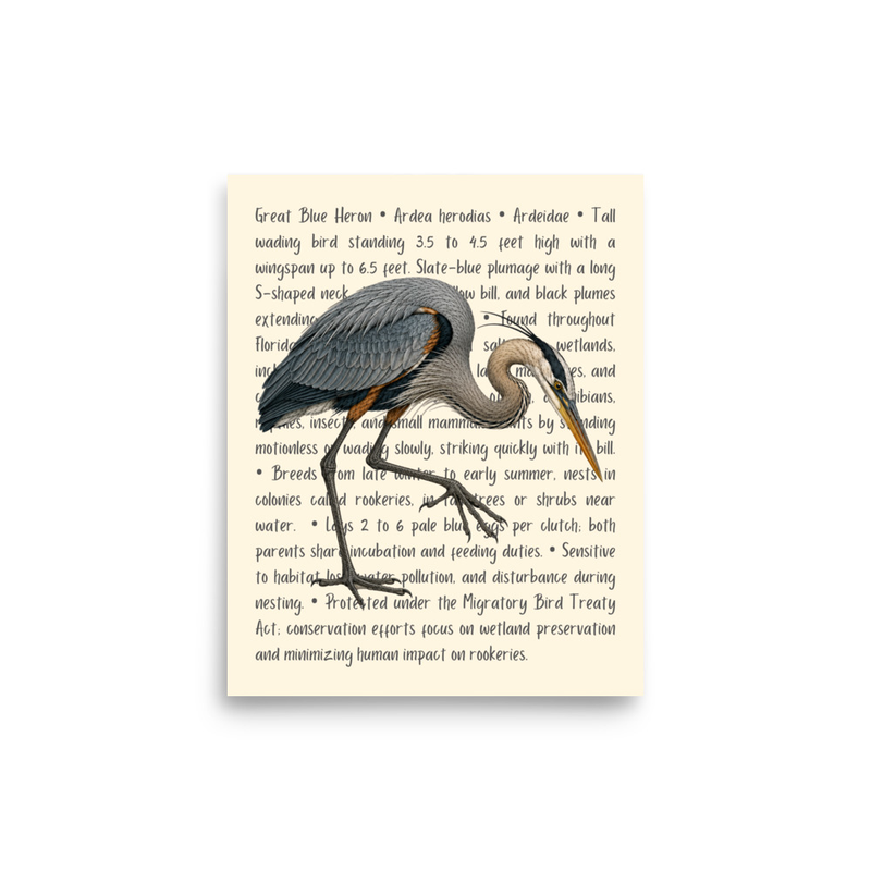 Great Blue Heron Open Edition Proof