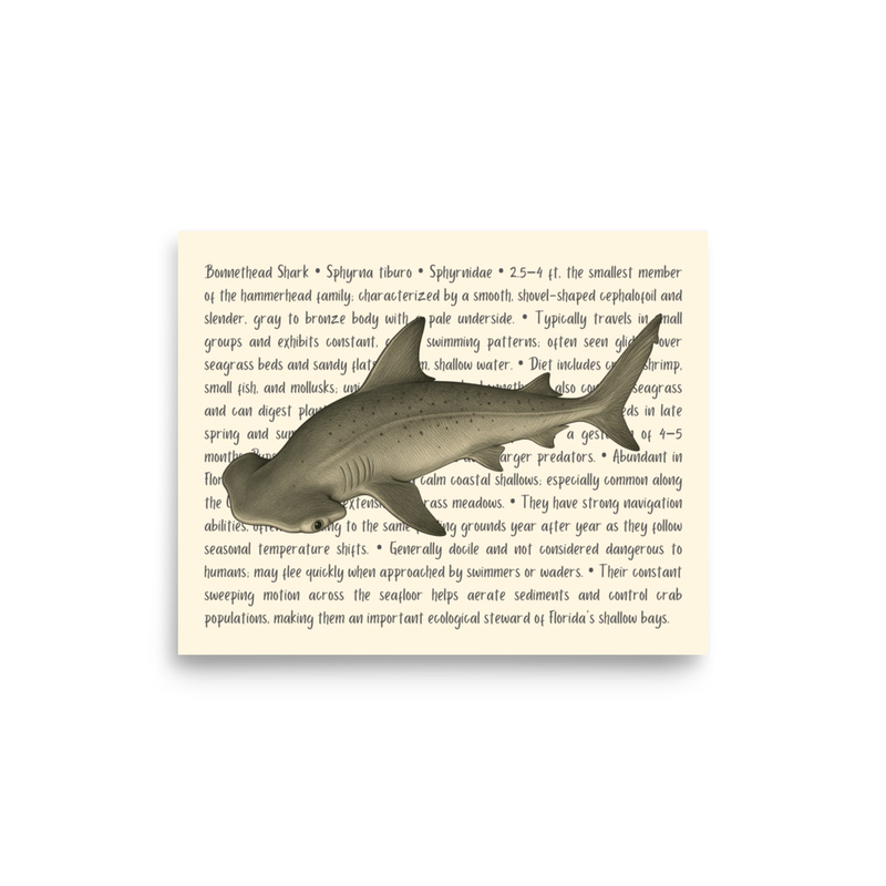 Bonnethead Shark Open Edition Proof