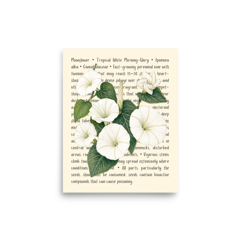 Moonflower Open Edition Proof