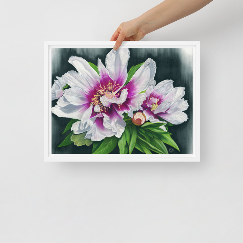 Peony Envy Framed Canvas