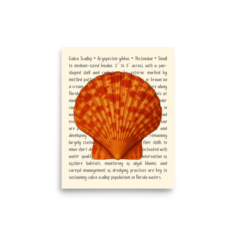Calico Scallop Open Edition Proof