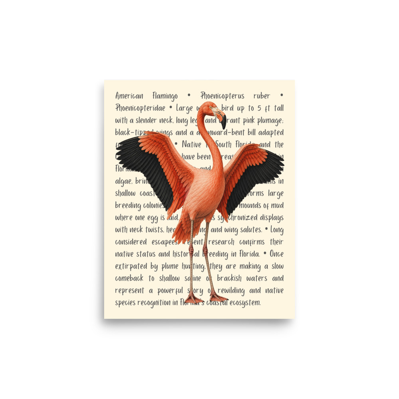 American Flamingo Open Edition Proof
