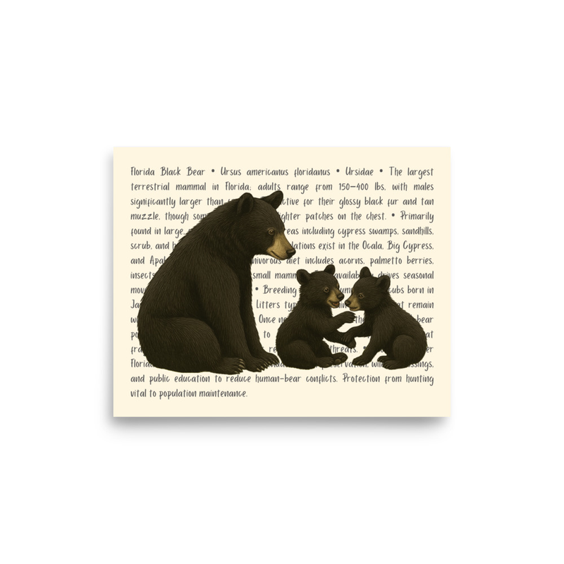 Florida Black Bear Open Edition Proof