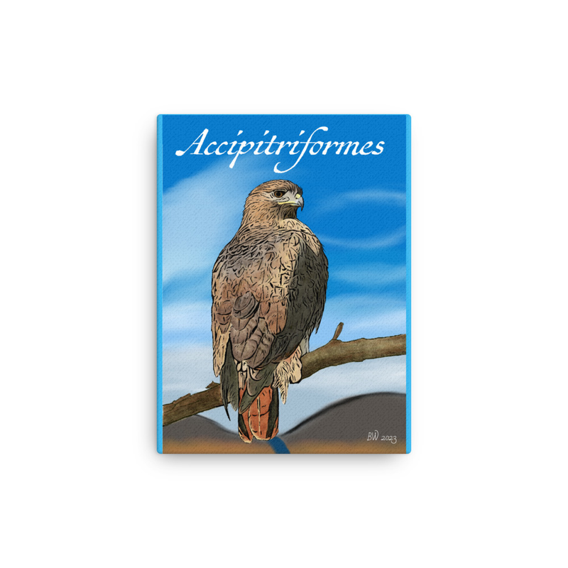 Accipitriformes (Red Tailed Hawk) - Thin Canvas Print