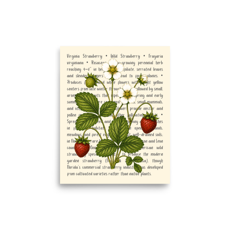 Virginia Strawberry Open Edition Proof