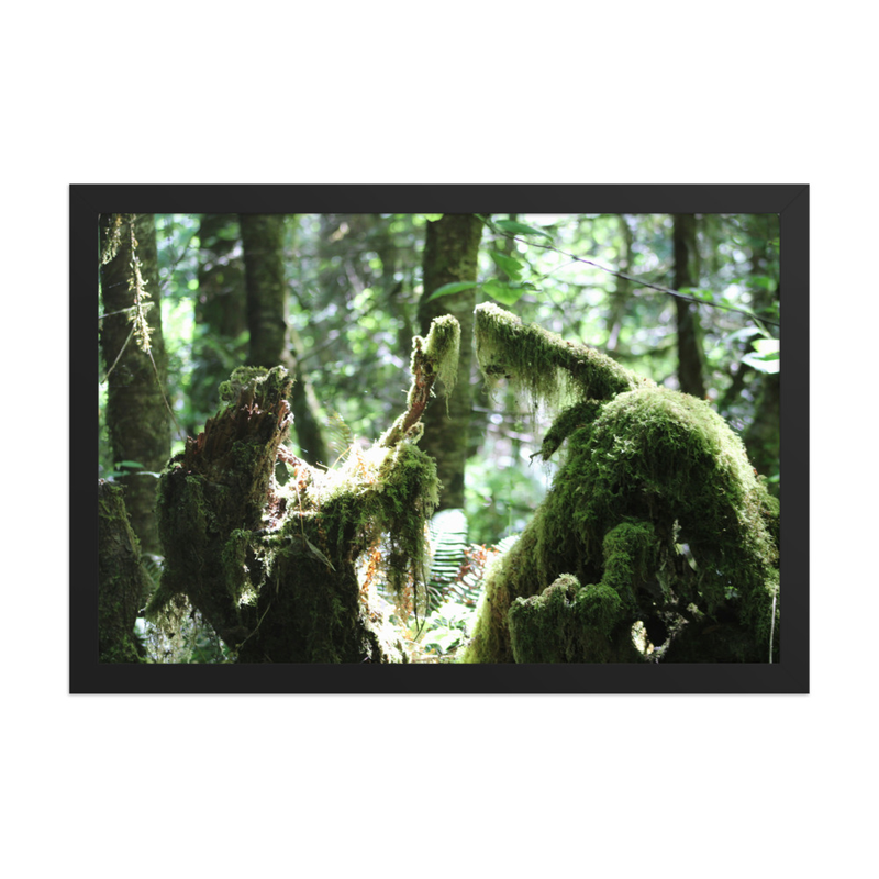 Primeval Woods - 12" x 18" Framed Photo Paper