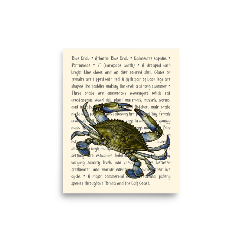 Atlantic Blue Crab Open Edition Proof