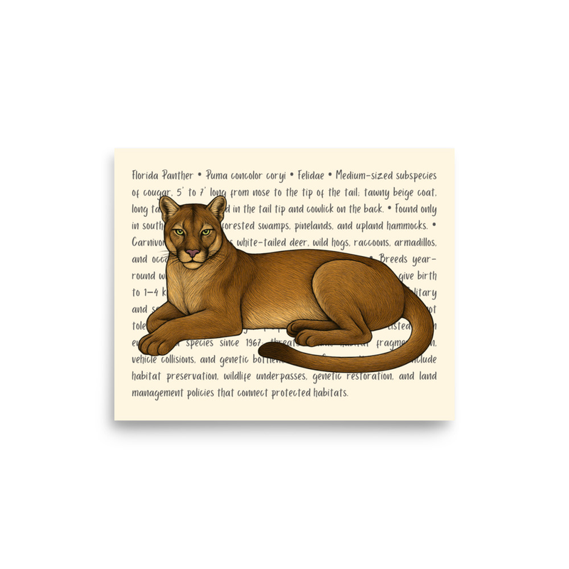 Florida Panther Open Edition Proof