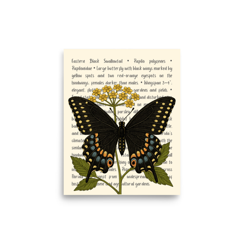 Eastern Black Swallowtail Butterfly Open Edition Proof