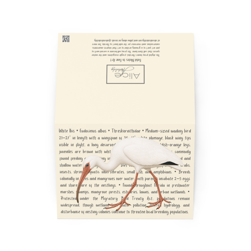 White Ibis Greeting Card