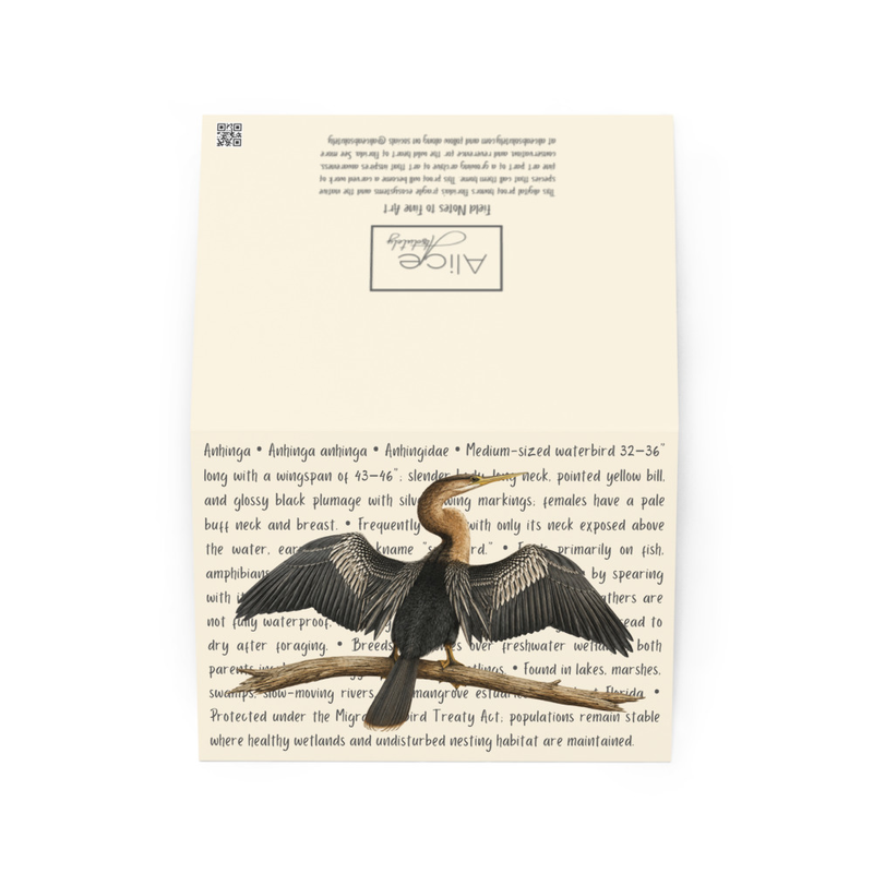 Anhinga Greeting Card