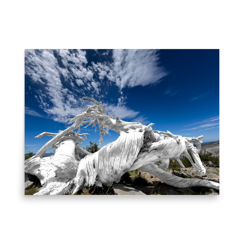 Ralston Peak’s Pegasus 18 x 24 Poster