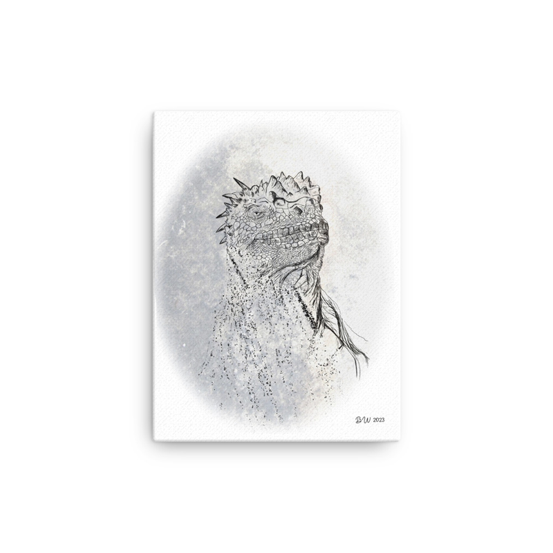 Marine Iguana (Amblyrhynchus cristatus) - Thin Canvas Print