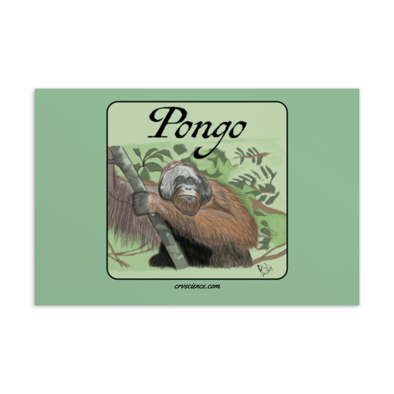 Pongo (Bornean Orangutan) - Standard Postcard 4"x6"