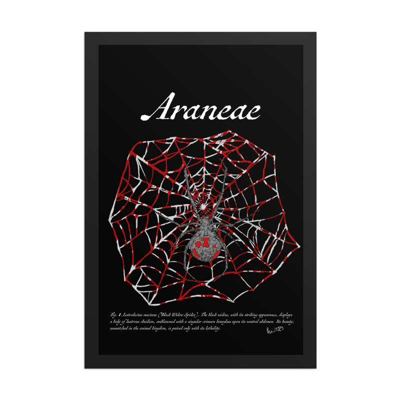 Araneae (Black Widow Spider) - 12" x 18" Framed Print