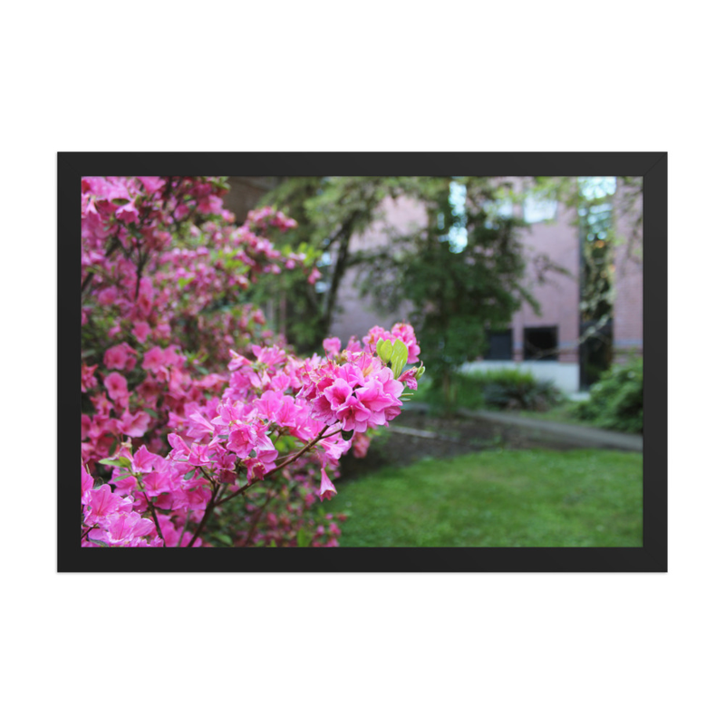 Springtime Azaleas - 12" x 18" Framed Photo Paper