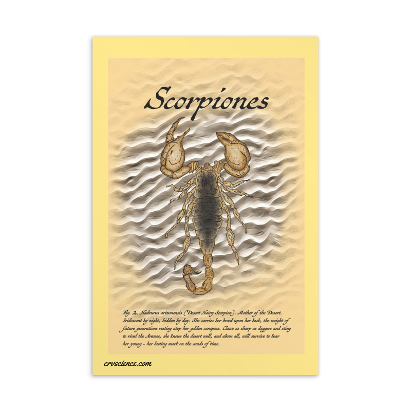 Scorpiones (Hadrurus arizonensis) - Standard Postcard 4"x6"