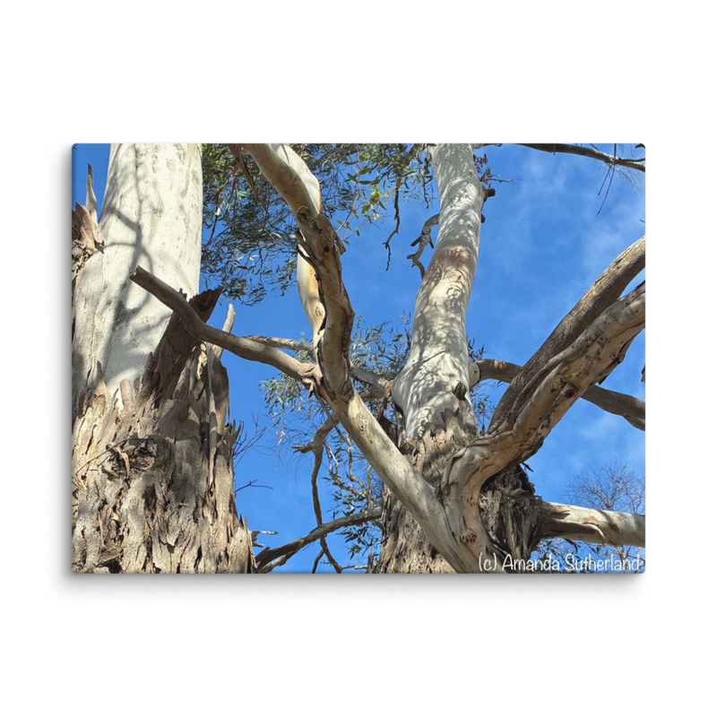 Branching Out Canvas Print