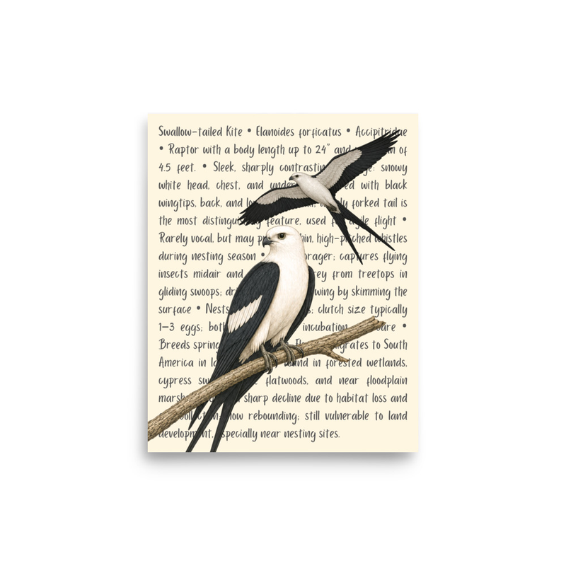 Swallow-tailed Kite Open Edition Proof