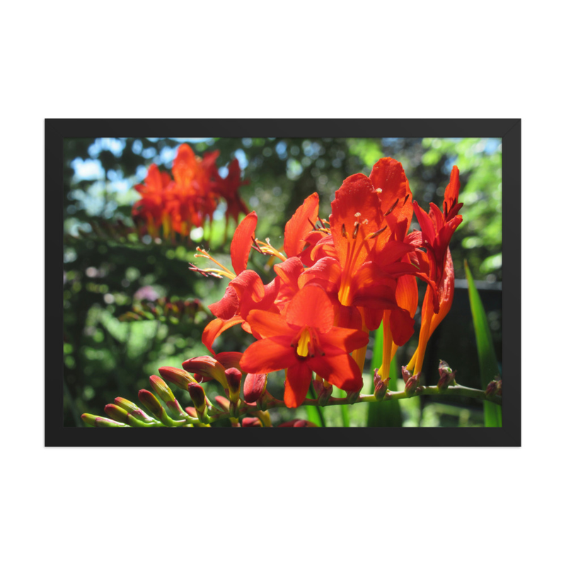 Fiery Crocosmia - 12" x 18" Framed Photo Paper