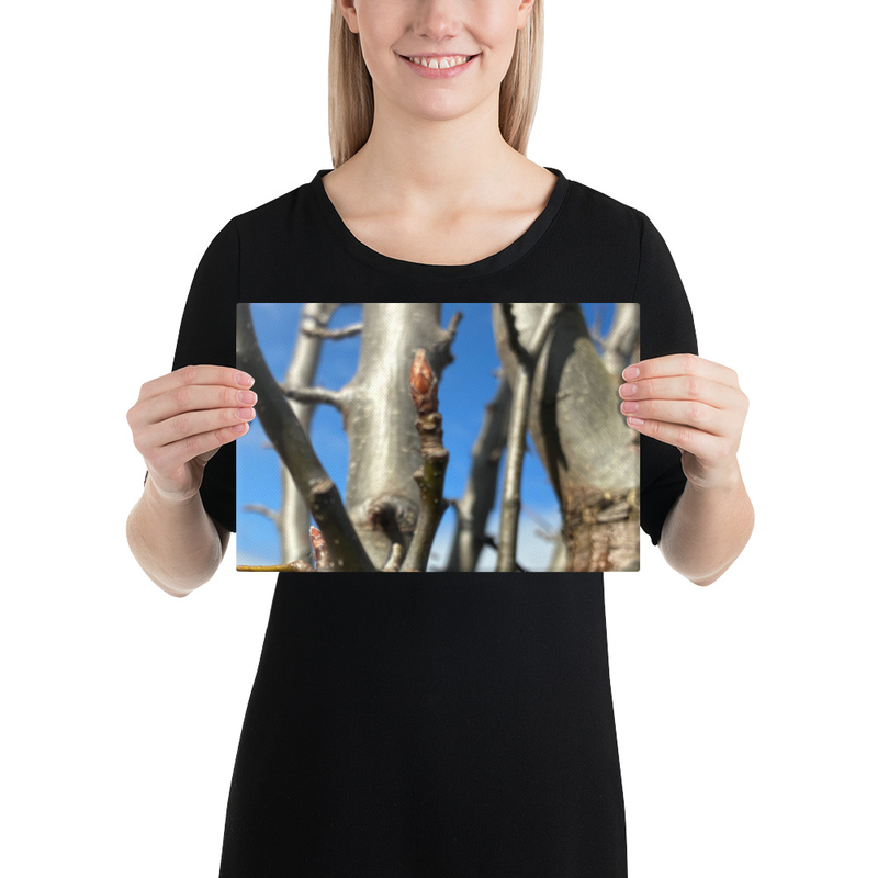 After the Cold Canvas Print – 8″×12″