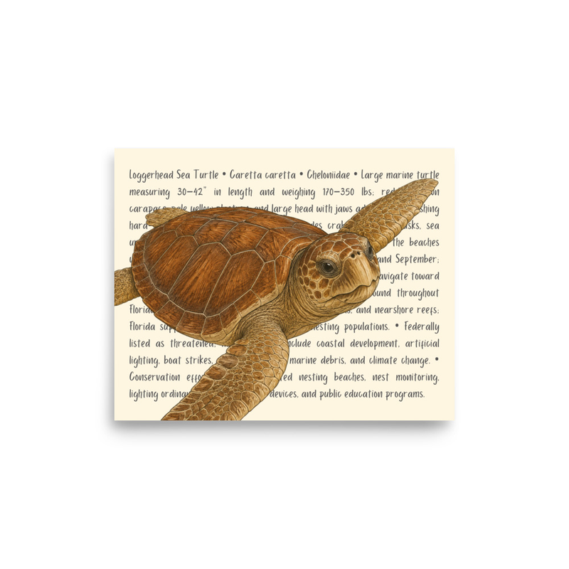 Loggerhead Sea Turtle Open Edition Proof