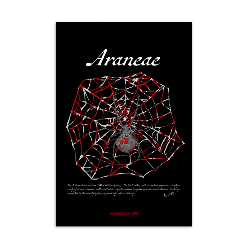 Araneae "Black Widow Spider" - Standard Postcard 4"x6"