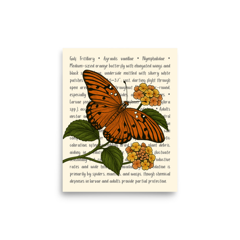 Gulf Fritillary Butterfly Open Edition Proof