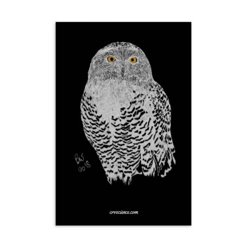 Snowy Owl (Bubo scandiacus) - Standard Postcard 4"x6"