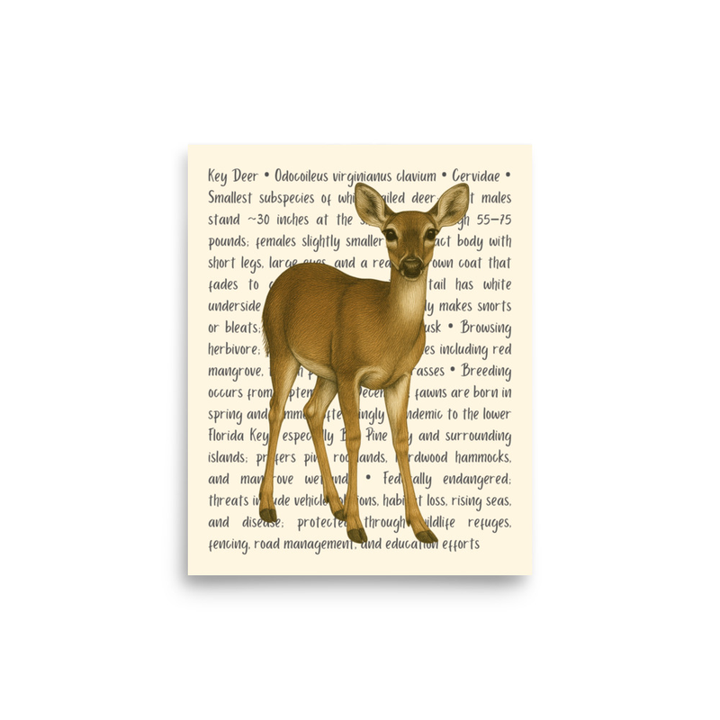Key Deer Open Edition Proof