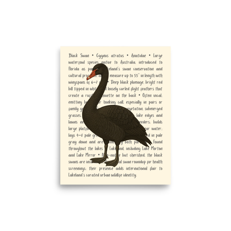 Black Swan Open Edition Proof