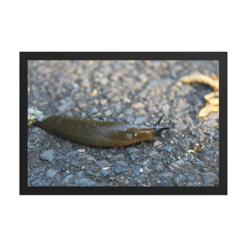 Orange-Fringed Slug - 12" x 18" Framed Photo Paper